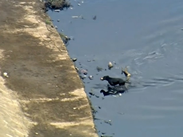 Cachorro nada e recolhe lixo no Rio Tietê em São Paulo (Foto: Reprodução/TV Globo)