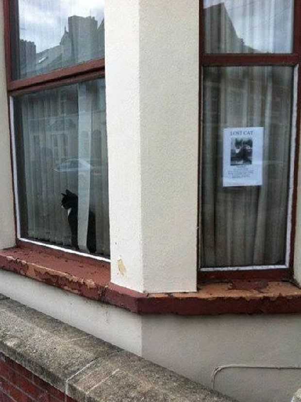 Gato observa pela janela ao lado de cartaz que diz que ele está perdido (Foto: Reprodução/Imgur/LunarCandy)