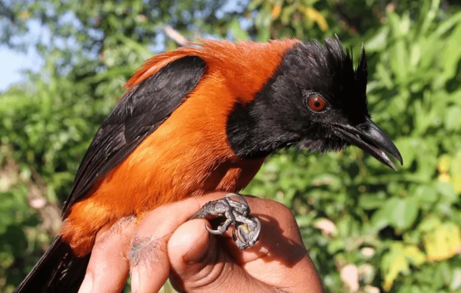 Uma das espécies de aves venenosas é 'Aleadryas rufinucha'