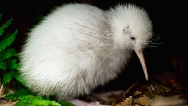 Morre Manukura, a rara ave kiwi branca que inspirou brinquedos e livro infantil thumbnail
