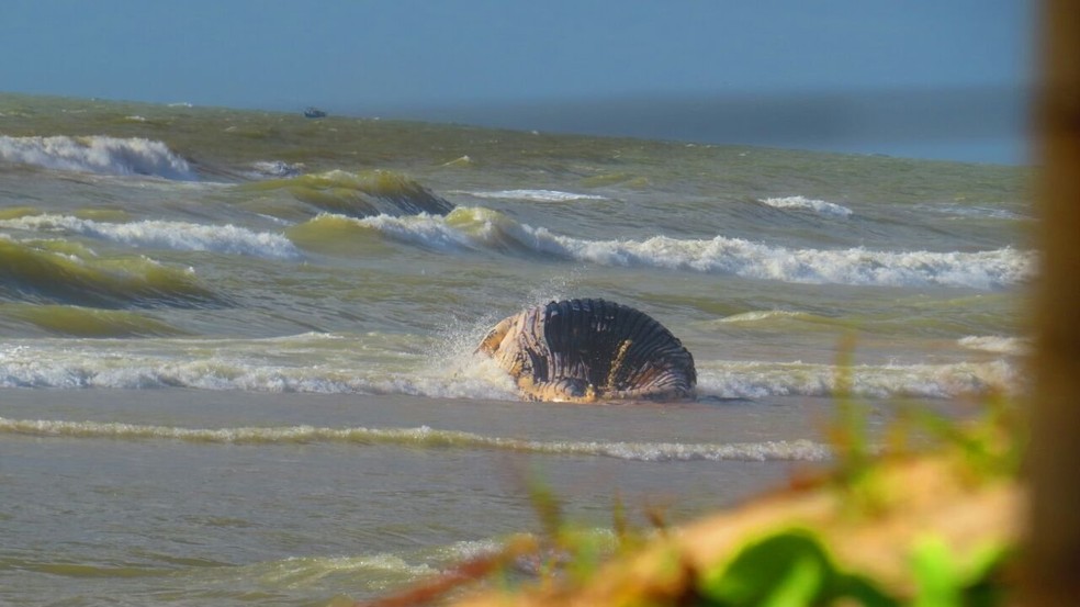 Baleia aparece morta na praia de Guriri (Foto: Divulgação/ Portal São Mateus Sem Censura)