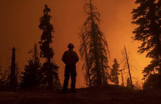 CAMP NELSON, CA - SEPTEMBER 14: A firefighter keeps watch as flames advance along the Western Divide Highway during the SQF Complex Fire on September 14, 2020 near Camp Nelson, California. The SQF Complex Fire has grown to more than 90,000 acres and burne (Foto: Getty Images)