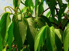 Planta da Amazônia é testada como repelente contra o Aedes aegypti