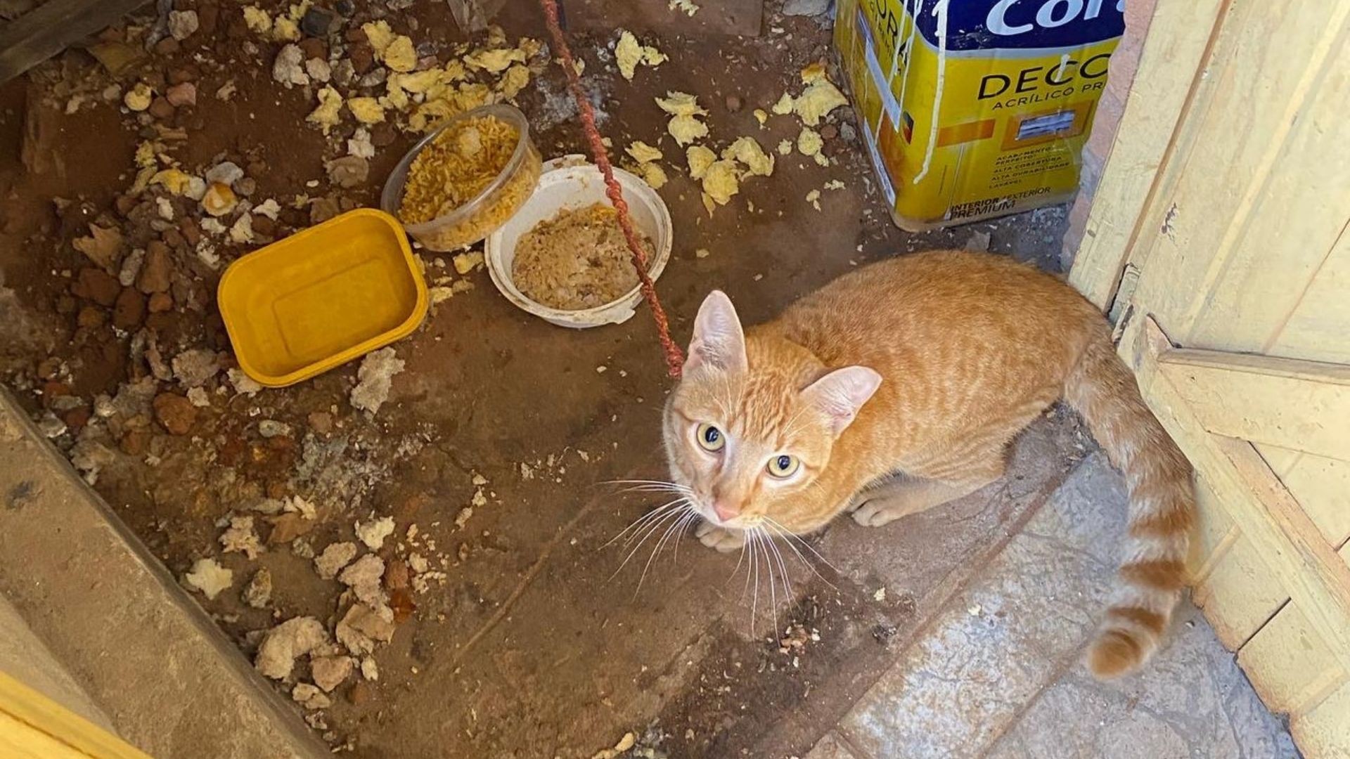 Dona recupera gato desaparecido dois anos depois e descobre que animal sofria maus-tratos: 'Tínhamos perdido as esperanças'