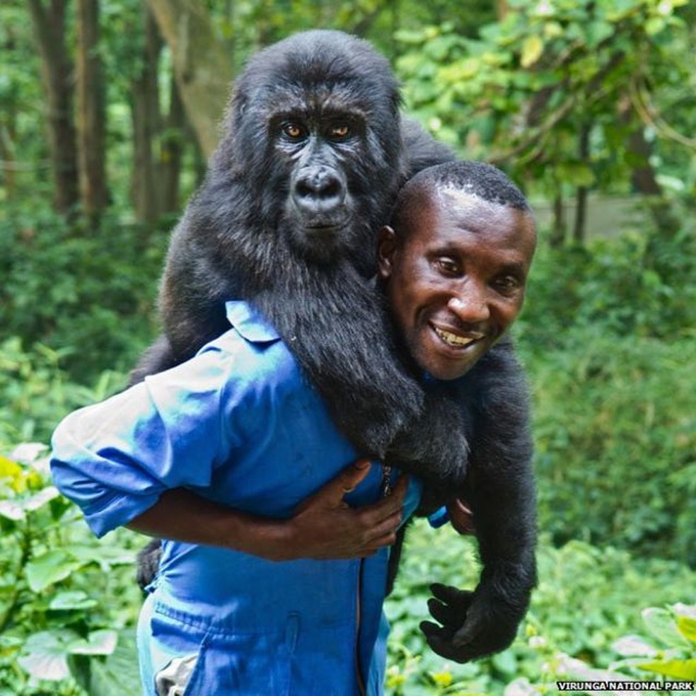 Bauma disse que amava Ndakasi como se ela fosse sua filha — Foto: Virunga National Park (via BBC)