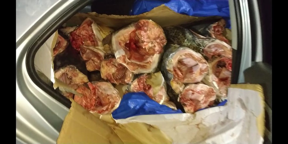 Peixes foram encontrados no porta-malas do carro — Foto: Polícia Militar/Divulgação