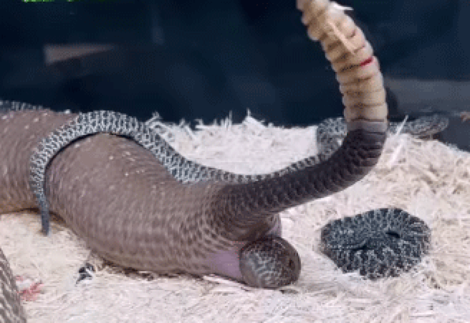 Cobra cascavel dando à luz