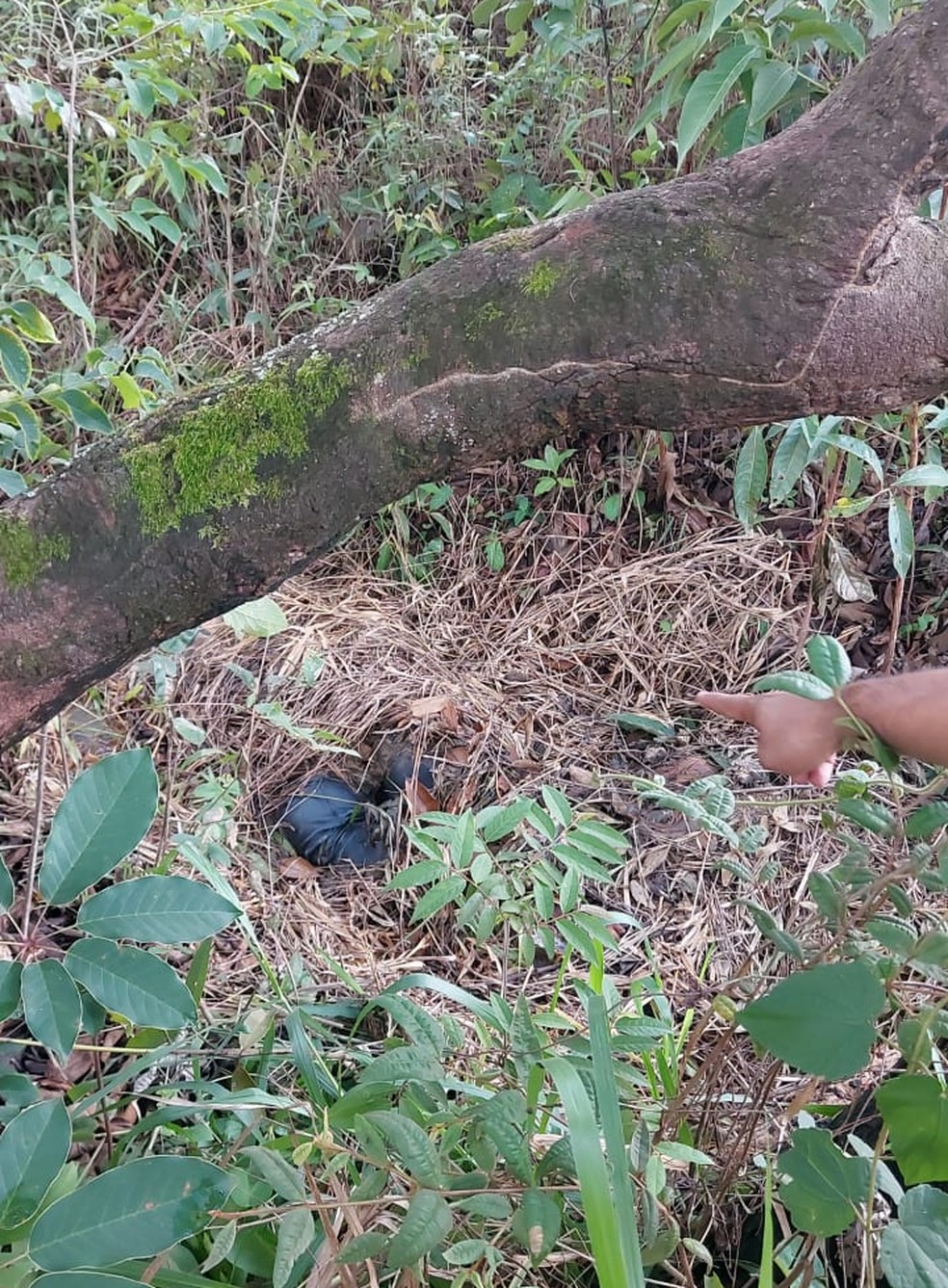 Corpos de mãe e filha desaparecidas estavam cobertos por folhas em área de mata, perto do córrego Sol Nascente, no DF — Foto:  PCDF/Reprodução