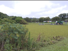 Plantas aquáticas confundem lago com gramado em parque de Curitiba 