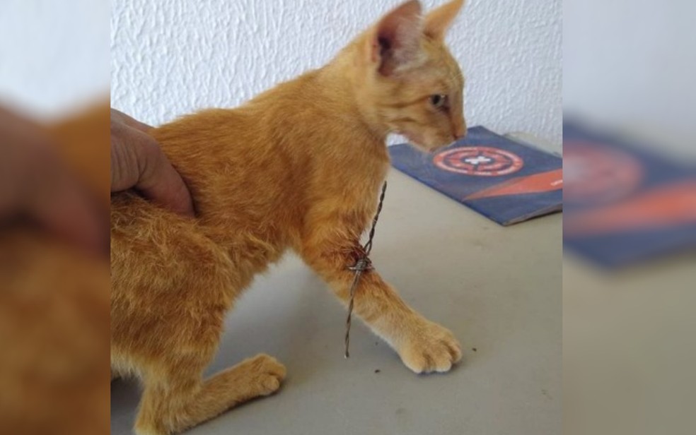 Bombeiros Retiram Arame Farpado Da Pata De Gato Em Ipameri Goias G1