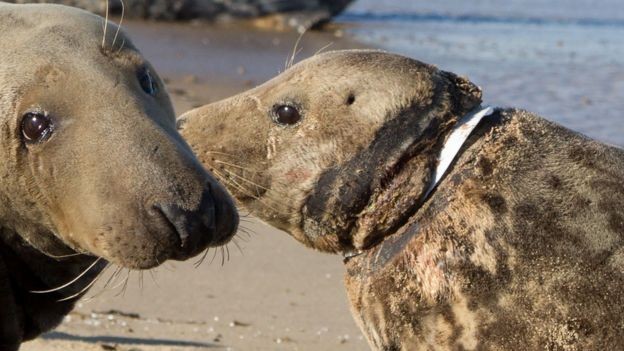 Foca é encontrada com pedaço de plástico enrolado em seu pescoço (Foto: Divulgação/ Friends of Horsey Seals)