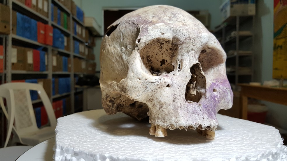 Crânio foi encontrado por pesquisadores em 2011 na Fazenda Descalvados, em Cáceres (Foto: Gleber Nelson Marques/ Arquivo pessoal)