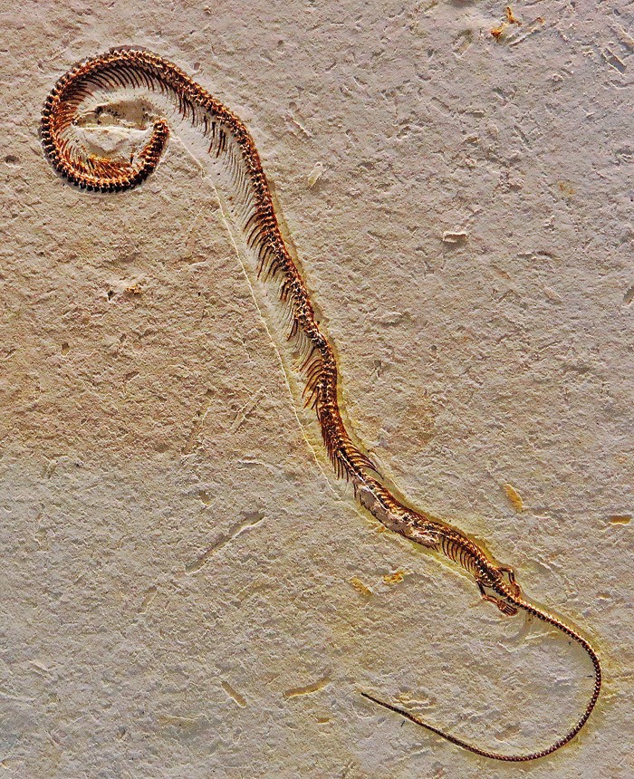 Tetrapodophis amplectus (Foto: Creative Commons/Wikipedia)