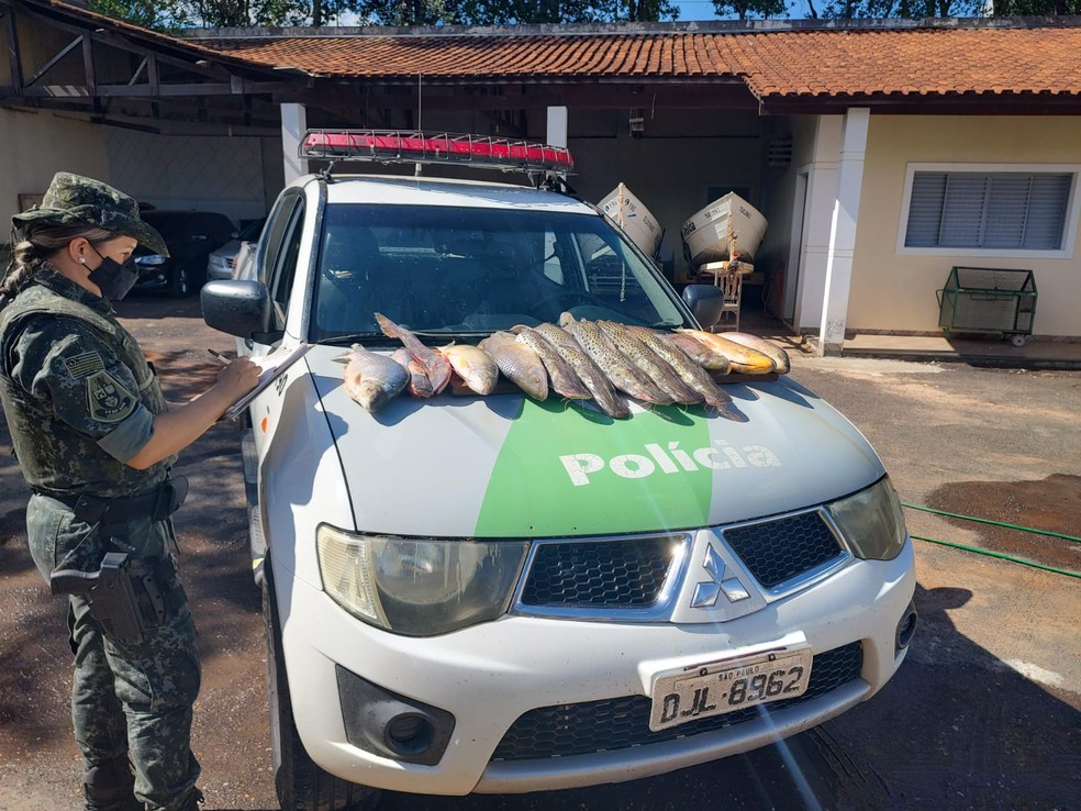 Polícia Ambiental apreendeu 22 quilos de peixes em Tupi Paulista — Foto: Polícia Ambiental