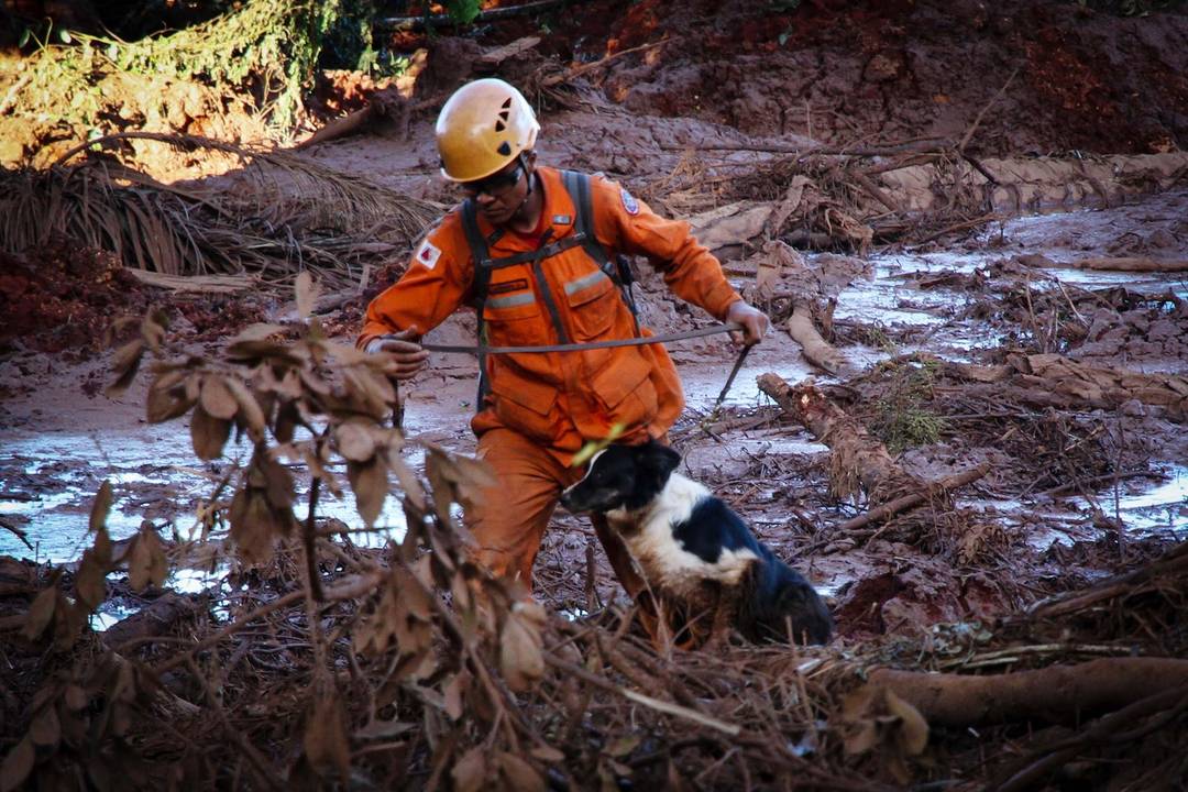 Bombeiro tem auxílio de cachorro durante busca por vítimas e desaparecidos em Brumadinho 