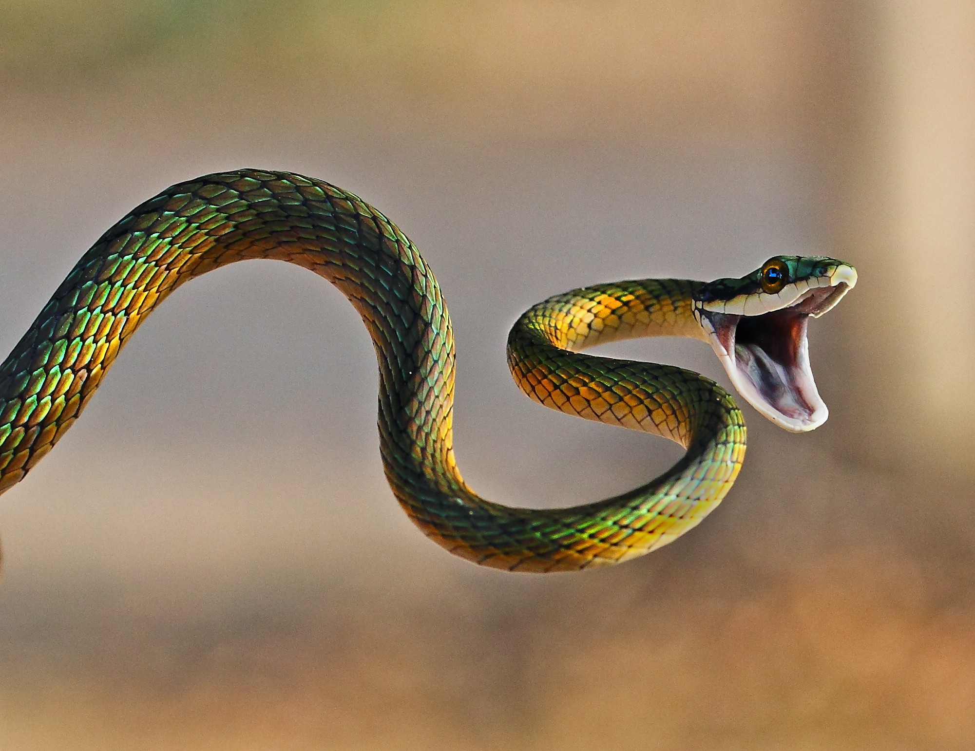 Segundo especialistas, algumas serpentes podem 