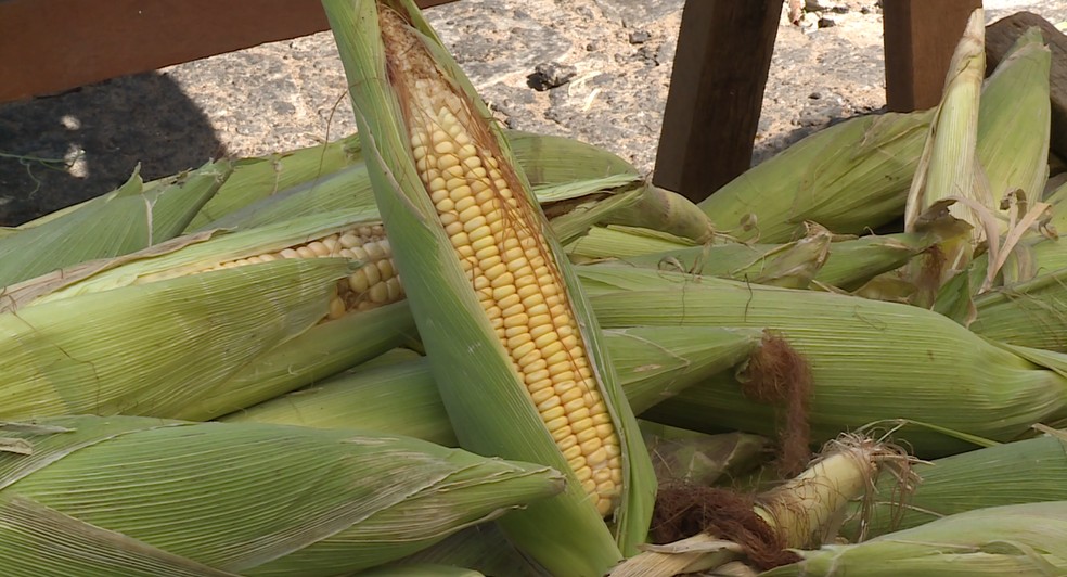 Produtores de milho terão de usar mais linhas de financiamento na safra 2019/20 — Foto: Reprodução/TV Grande Rio