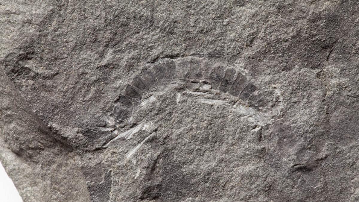Fóssil de inseto milípede de 425 milhões de anos foi encontrado na Escócia (Foto: Reprodução/BritishGeologicalSurvey)