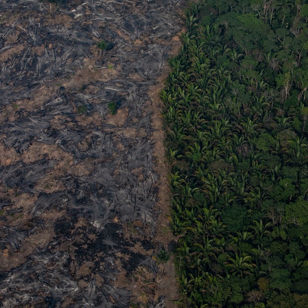 Desmatamento da Floresta Amazônica (Foto: Getty Images)