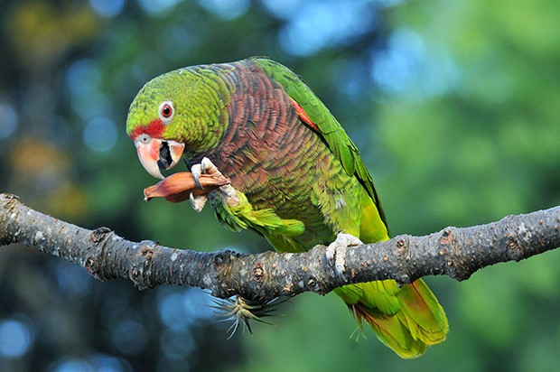 papagaio-de-peito-roxo (Amazona vinacea) (Foto: Rudimar Narciso Cipriani)