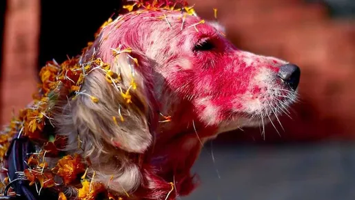Cães são homenageados por amizade e lealdade durante festival no Nepal