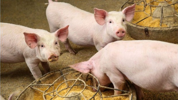 BBC Demanda global por carne deve aumentar nos próximos anos (Foto: Getty Images via BBC)
