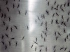 Mato Grosso confirma 1º caso de febre chikungunya 'autóctone'