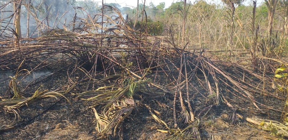 Plantações e vegetação nativa ficaram destruídas em acampamento sem-terra, durante ataque no Tocantins — Foto: Divulgação/MST