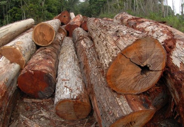 desmatamento, amazônia, madeira (Foto: MINISTÉRIO DO MEIO AMBIENTE)