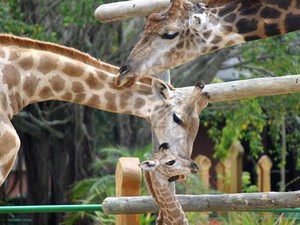 Zoo é uma das atrações e possui mais de 1000 animais (Foto: Beto Carrero World/Divulgação)
