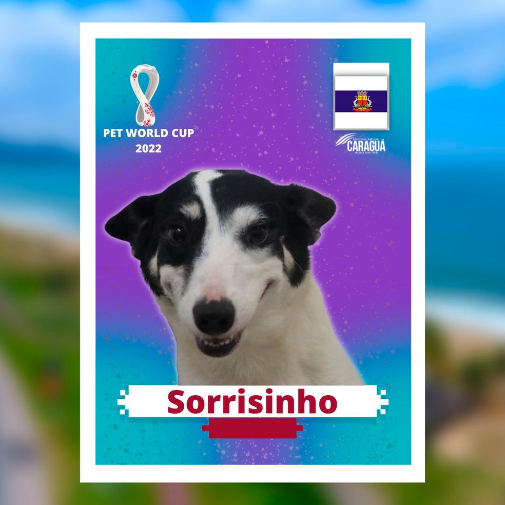 Pets viram figurinhas da Copa do Mundo em campanha de adoção em Caraguá;  veja fotos | Vale do Paraíba e Região | G1
