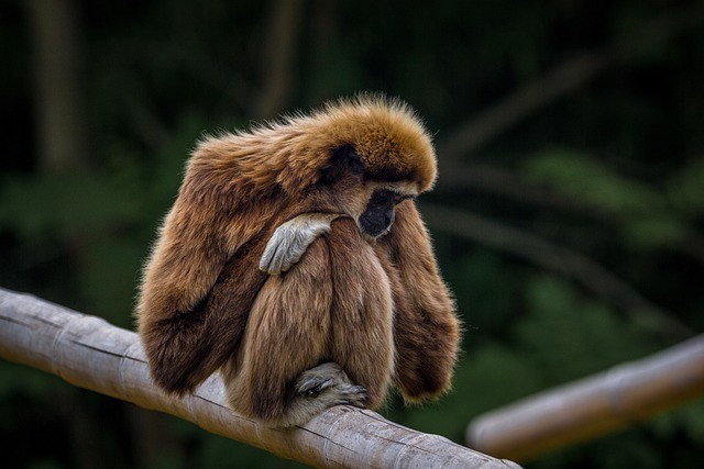 Uma gama de macacos africanos já carrega altas cargas virais de diversos arterivírus, muitas vezes assintomáticos. (Foto: pixabay)
