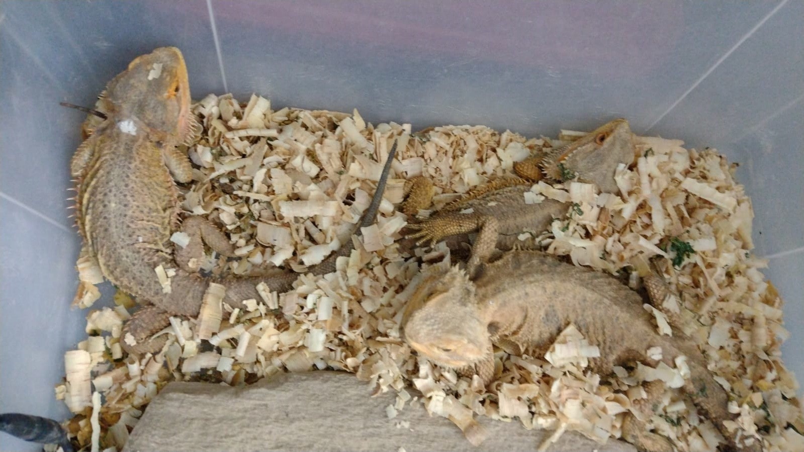 Lagartos australianos conhecidos como 'dragões-barbudos' são encontrados pela polícia durante operação no RS