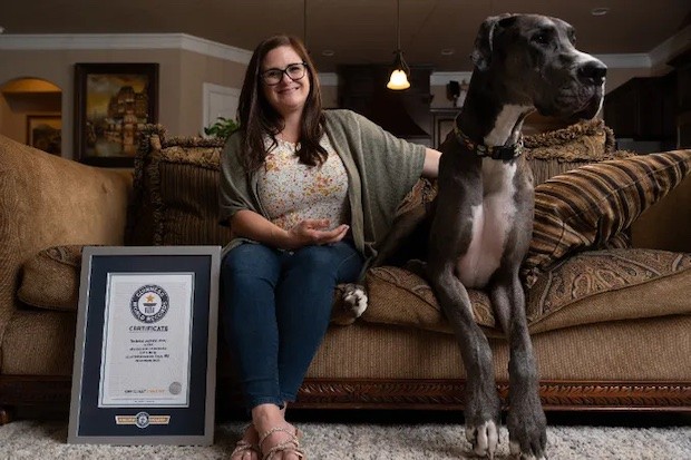 O dogue alemão Zeus foi considerado o cão mais alto do mundo (Foto: GWR / Reprodução)