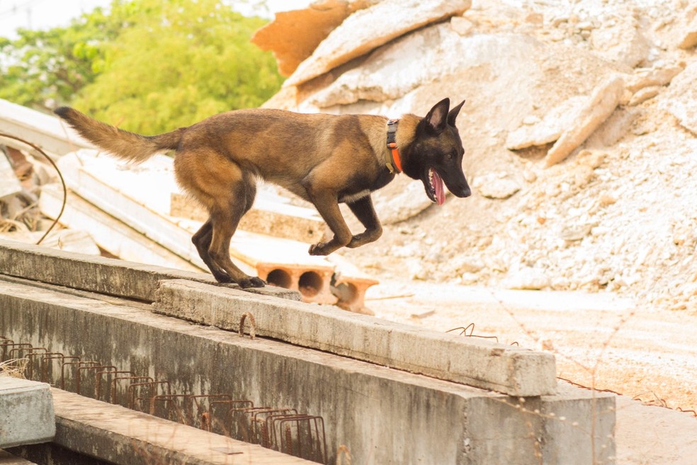 Treinamento dos cães é diário — Foto: Luiz Henrique Machado/Corpo de Bombeiros