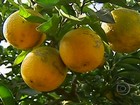 Em SP, doença que ataca os pomares preocupa produtores de laranja