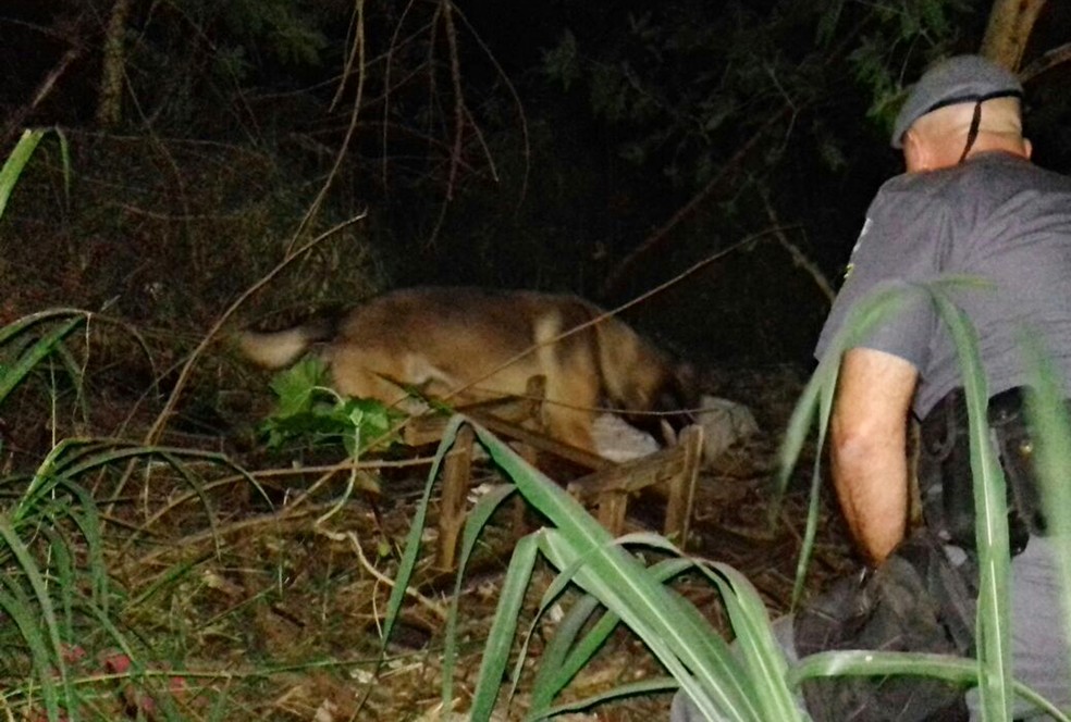 Apreensão contou com o apoio de cão farejador (Foto: Polícia Militar/Cedida)