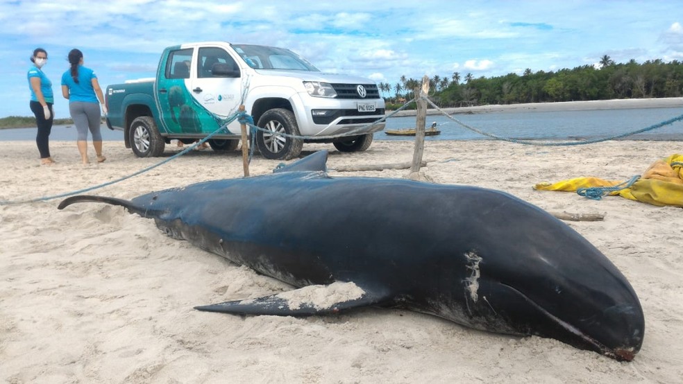 Golfinho da espécie cabeça-de-melão encontrado morto, em Camocim, em maio de 2018 — Foto: Aquasis/Divulgação