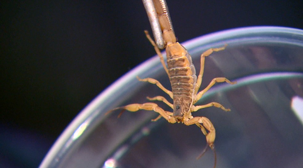Ambiente urbano tem favorecido aumento da população de escorpiões — Foto: Wilson Aiello/EPTV