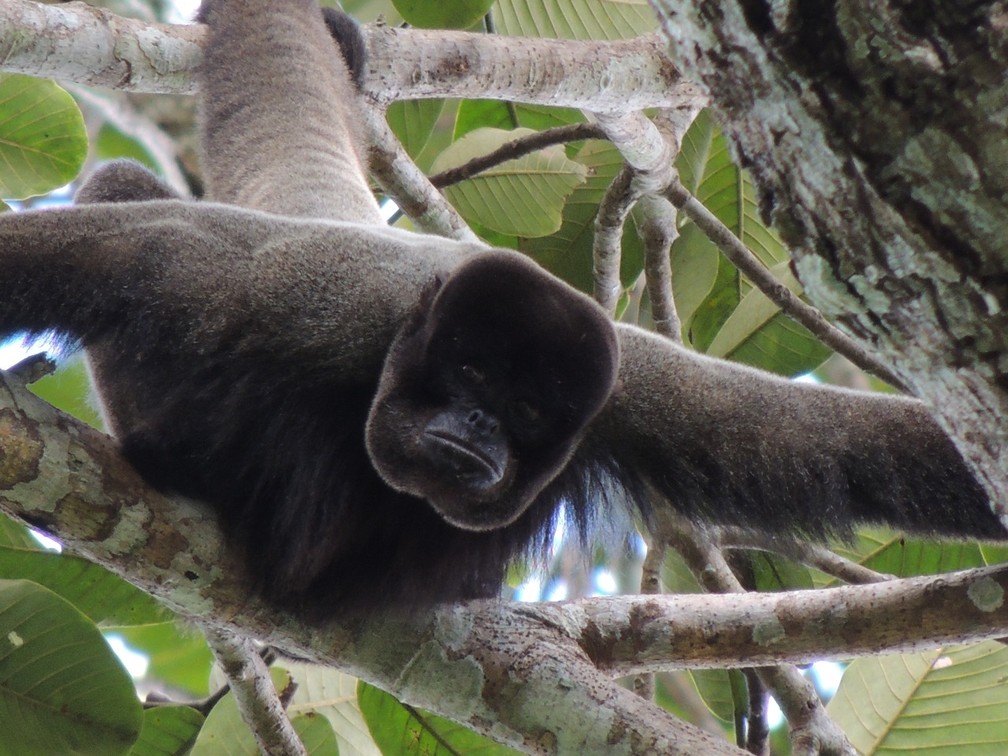Macaco-barrigudo: desmatamento pode resultar no desaparecimento de um dos maiores primatas da Amazônia.  — Foto: Thiago Cavalcante/Arquivo pessoal