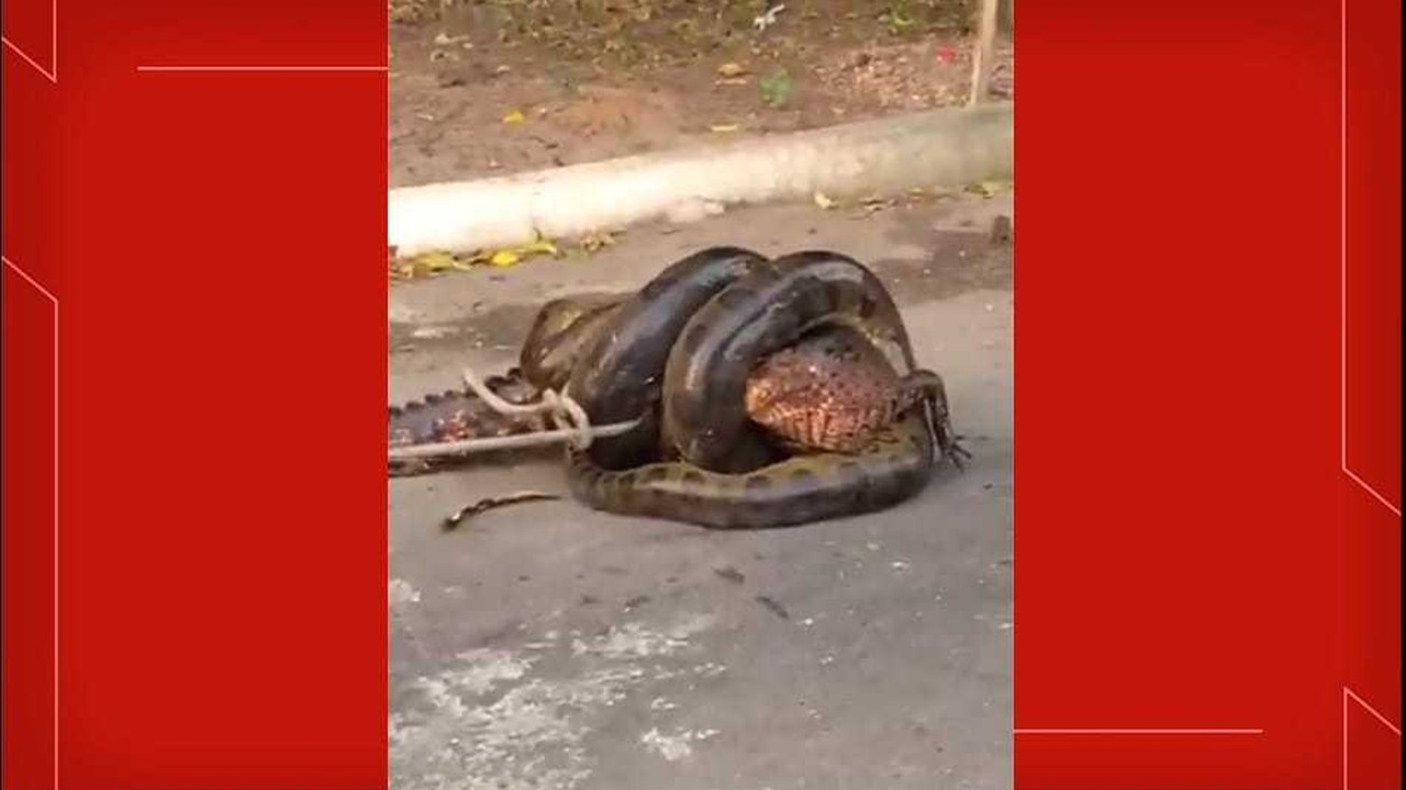 Sucuri é flagrada tentando engolir jacaré em condomínio de Manaus
