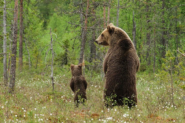 Filhotes de urso e suas mães (Foto: Edwin Kats / Divulgação)