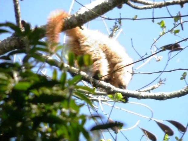 Foto de Saguis Silvery Macaco Branco Callithrix Argentata Sentado No Galho  Da Árvore No Habitat Macaco Raro Do Brasil Natureza Selvagem Floresta  Rochosa Com Animal e mais fotos de stock de Parque