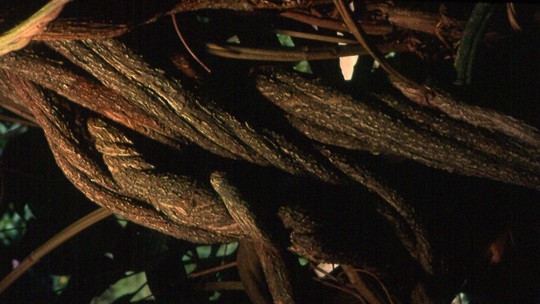 Brasileiros investigam genoma de plantas usadas no chá ayahuasca