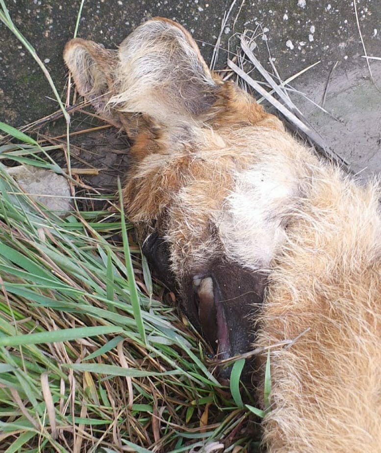 Lobo-guará é encontrado morto na Rodovia do Contorno, em Volta Redonda