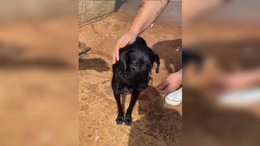 Cachorro ficou bastante assustado quando foi resgatado — Foto: Redes Sociais 