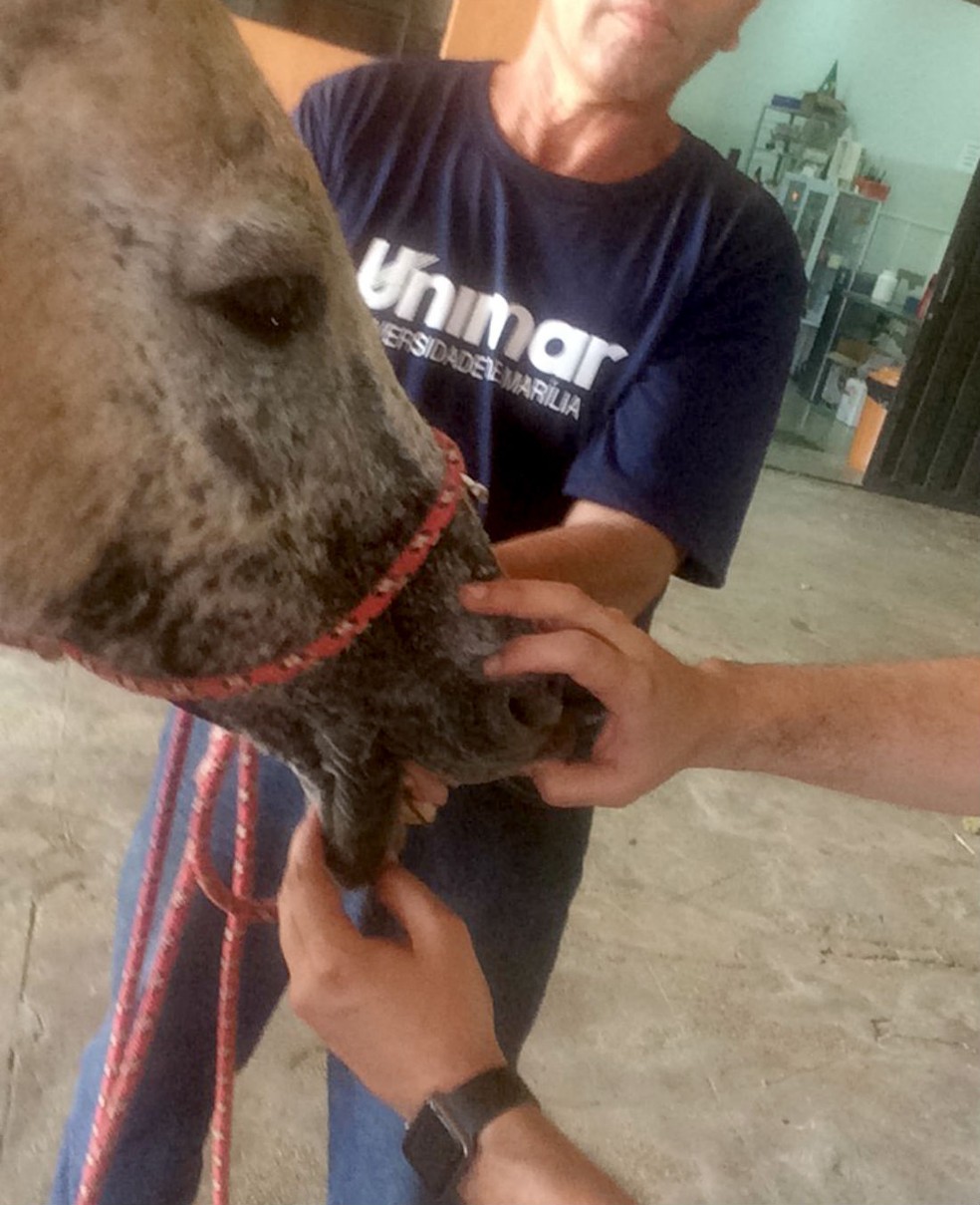Burro idoso, com cerca de 17 anos, tem poucos dentes e foi levado para uma universidade de Marília para ser tratado — Foto: Arquivo pessoal