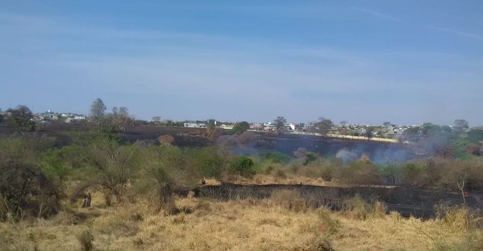 Vegetação foi destruída por incêndio em Rio Preto e Mirassol — Foto: Arquivo Pessoal 