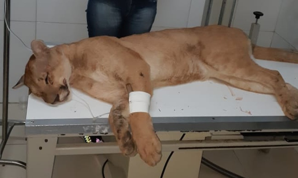 Onça recebe atendimento veterinário após ter sido atropelada na região de Marília — Foto: Corpo de Bombeiros / Divulgação 