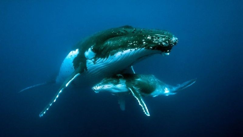 As canções das baleias-jubarte foram alteradas devido ao ruído produzido por embarcações (Foto: Alamy via BBC News)